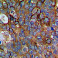 19 - Anti-NCALD Antibody AP53857