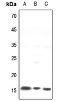 1 - Anti-NCALD Antibody AP53857
