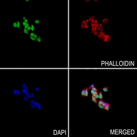 3 - Anti-NPAS4 Antibody AP53859