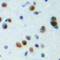 19 - Anti-NPAS4 Antibody AP53859