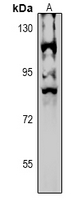 1 - Anti-NPAS4 Antibody AP53859