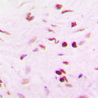 19 - Anti-PINX1 Antibody AP53860