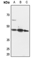 1 - Anti-PINX1 Antibody AP53860