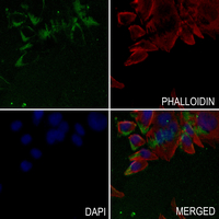 3 - Anti-Relaxin 3 Antibody AP53864