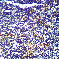 19 - Anti-Relaxin 3 Antibody AP53864