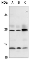 1 - Anti-Relaxin 3 Antibody AP53864