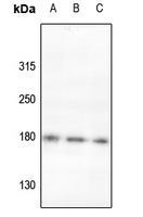1 - Anti-ROBO2 Antibody AP53866