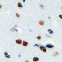 19 - Anti-RPS19BP1 Antibody AP53867