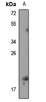 1 - Anti-RPS19BP1 Antibody AP53867