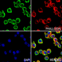 3 - Anti-S100-A7 Antibody AP53868
