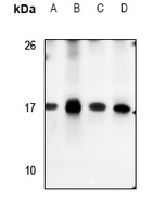 1 - Anti-S100-A7 Antibody AP53868