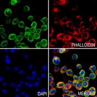 3 - Anti-SH2D4A Antibody AP53870