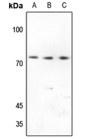 1 - Anti-CD92 Antibody AP53871
