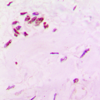 19 - Anti-SOX6 Antibody AP53872