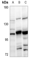 1 - Anti-SOX6 Antibody AP53872