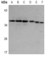 1 - Anti-SRA Antibody AP53873