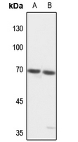 1 - Anti-TCF4/12 Antibody AP53876