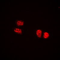 3 - Anti-TCOF1 Antibody AP53877