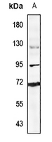 1 - Anti-Ubiquilin 3 Antibody AP53878