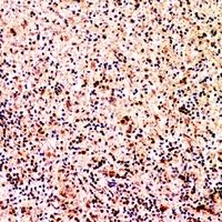 19 - Anti-XCL1 Antibody AP53879