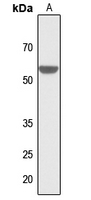 1 - Anti-ZIC1/2/3/4/5 Antibody AP53880