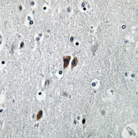 19 - Anti-C17 Antibody AP53881