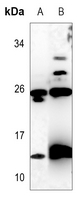 1 - Anti-C17 Antibody AP53881