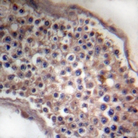 19 - Anti-Ephrin B1/2 Antibody AP53882