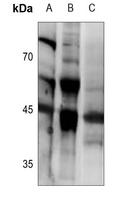 1 - Anti-Ephrin B1/2 Antibody AP53882