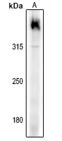 1 - Anti-Filaggrin Antibody AP53883