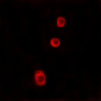 3 - Anti-GBP1 Antibody AP53884