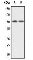 1 - Anti-GBP1 Antibody AP53884