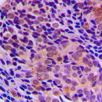 19 - Anti-RagA/B Antibody AP53887