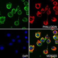 3 - Anti-UBTD2 Antibody AP53888