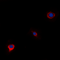 3 - Anti-WWOX Antibody AP53889