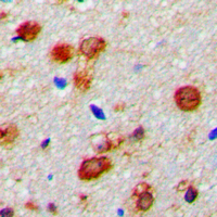 19 - Anti-WWOX Antibody AP53889