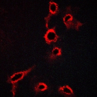 3 - Anti-5-HT7 Antibody AP53890