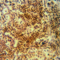 19 - Anti-Cofilin Antibody AP53892
