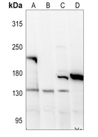 1 - Anti-Collagen 18 alpha 1 Antibody AP53893