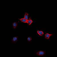3 - Anti-EPHA2 Antibody AP53895