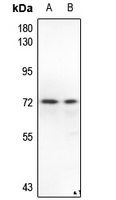 1 - Anti-PAK1/2/3 Antibody AP53896