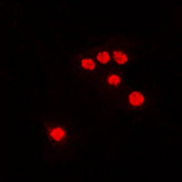 3 - Anti-DNA Polymerase zeta Antibody AP53897