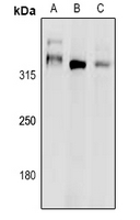 1 - Anti-DNA Polymerase zeta Antibody AP53897
