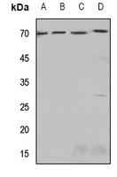 1 - Anti-SSTR4 Antibody AP53899
