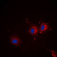 3 - Anti-p67 Antibody AP53900