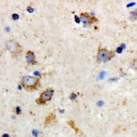 19 - Anti-p67 Antibody AP53900