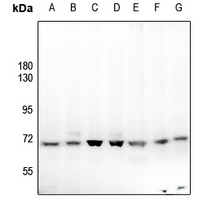 1 - Anti-p67 Antibody AP53900