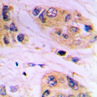 19 - Anti-VAMP1/2/3 Antibody AP53901