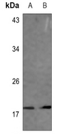 1 - Anti-VAMP1/2/3 Antibody AP53901