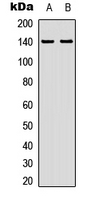 1 - Anti-ZC3H4 Antibody AP53902